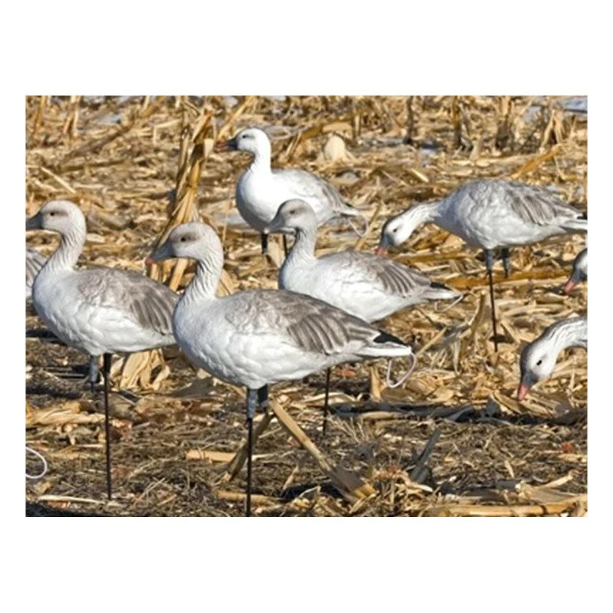 Sx Decoys Full Body Juvie Snow Goose Decoys Decoys