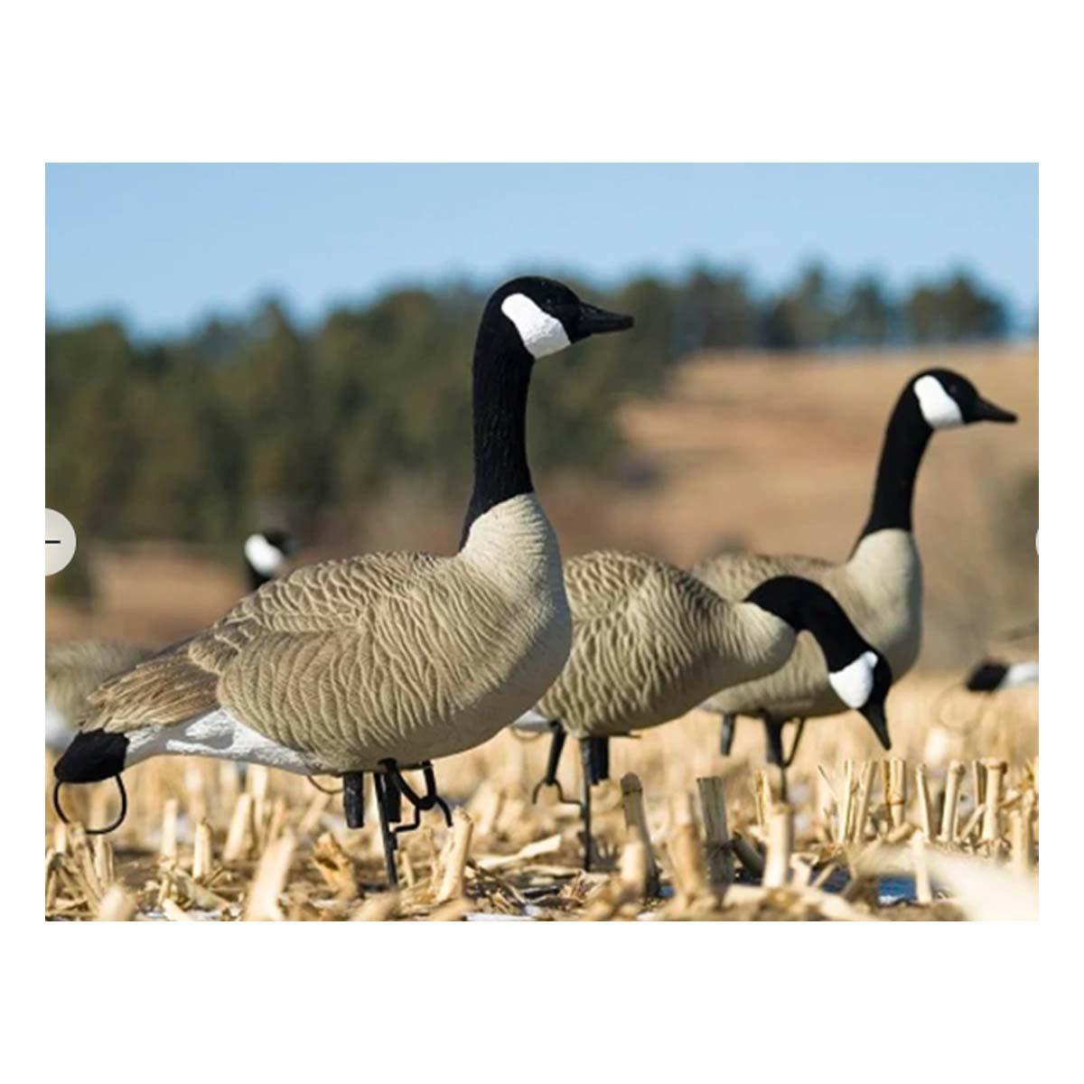 Sx Full Size Canada Goose Decoy Pack Decoys