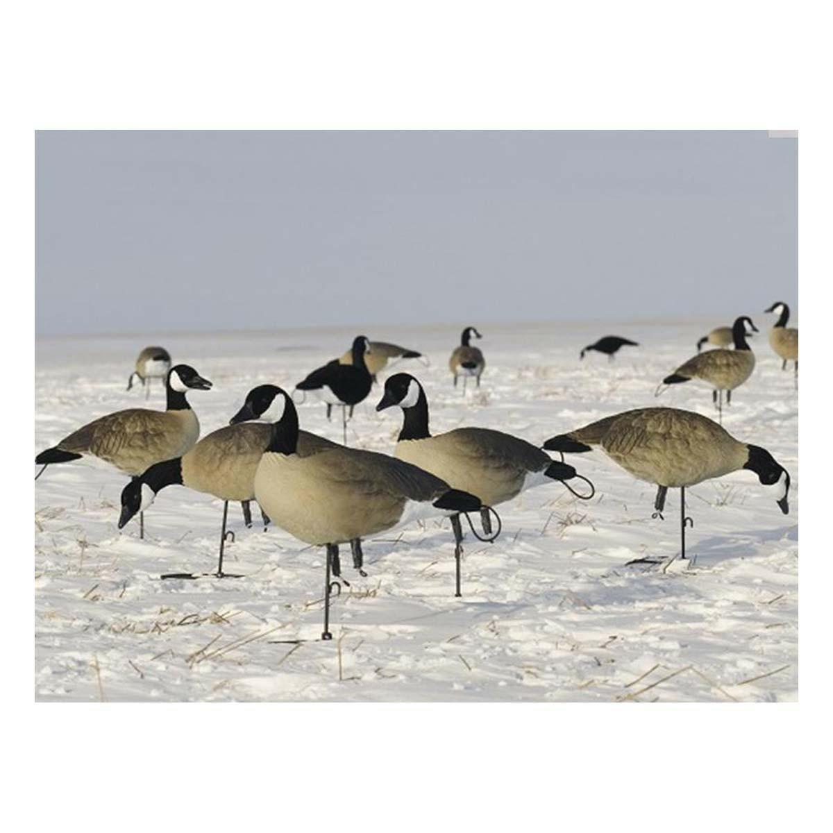 Sx Lesser Combo Canada Goose Flocked Black Decoys 6 Pack Decoys